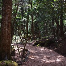 Relax walk in the forest and caves around Mt. Fuji